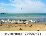 Birds on a deserted sea beach on a spring day