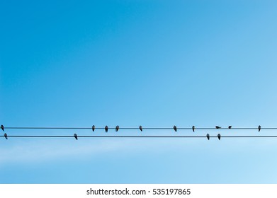 28,724 Birds on cable Images, Stock Photos & Vectors | Shutterstock