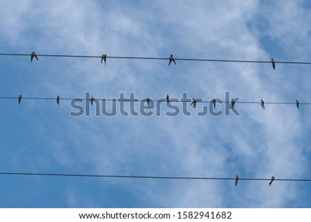 Birds on electric lines wires