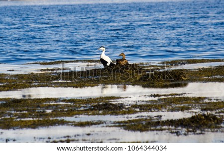birds on Kola Bay Abram-Cape settlement