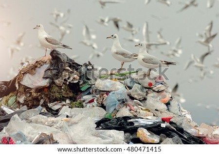Birds on a landfill garbage 