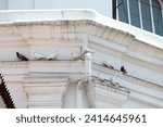birds on a ledge of a building and fence