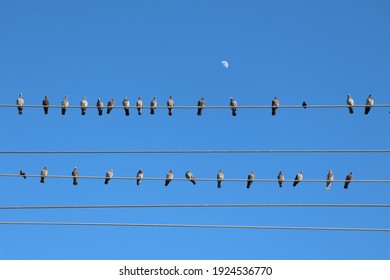 Birds on a pole with the moon at a distance