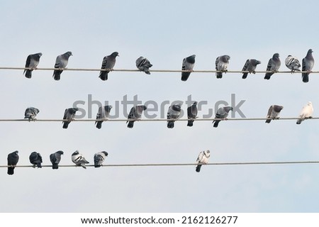 Birds on power lines. A flock of pigeons sitting on wires. A group of gray birds with a few white birds