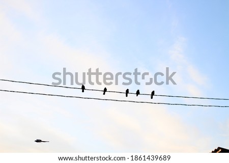 Birds on power lines wires. Black Crow Raven against Blue Sky and Flying Magpie 