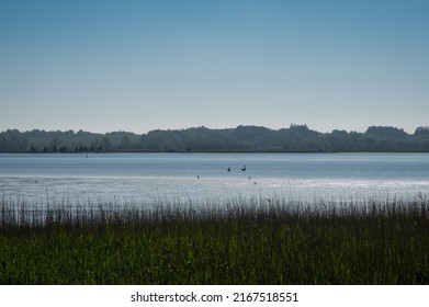 Birds On Randers Fjord In The Morning