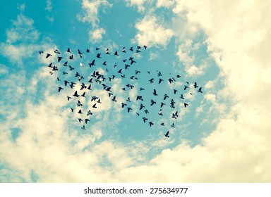 Birds On Sky , Growth Concept 