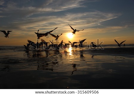 Similar – Seagulls at sunset by the sea