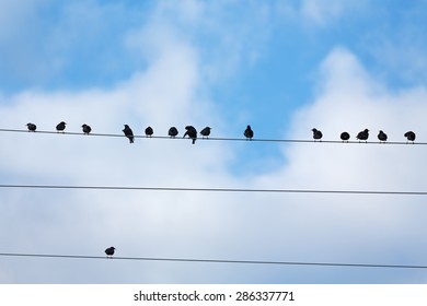 Birds on Telegraph Wire 