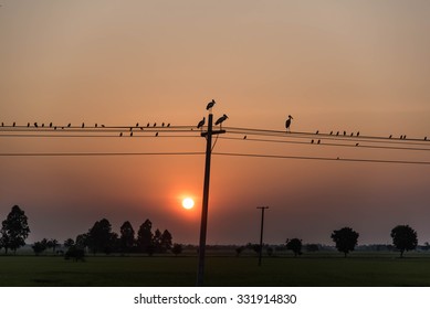 Birds on Telephone Lines at rice field and sunset