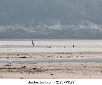 Birds On The Tidal Flats