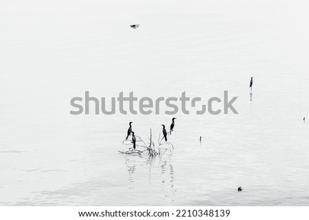 Similar – Silhouettes in low tide