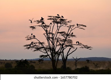 Birds On A Tree At Sunset, Serengeti National Park, Tanzania