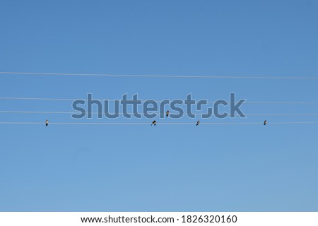 Birds on wire in blue sky