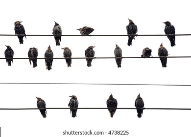 Birds on a Wire.  Isolated on white.