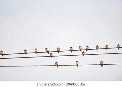 Birds on the wire, Little birds on a cable