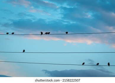 Birds on wires in the evening.