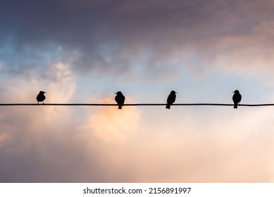 Birds on wires, evening, sky at sunset. Silhouette of a bird.