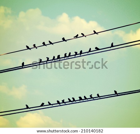 birds on wires over blue sky with clouds background toned with a vintage retro instagram filter