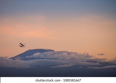 Birds Over The Mount Kilimanjaro 
Crowned Cranes Flying Over The Mt. Kilimanjaro At Sunset.
Rising Beyond The Boundaries 