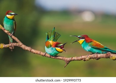 Birds Of Paradise During Mating Games
