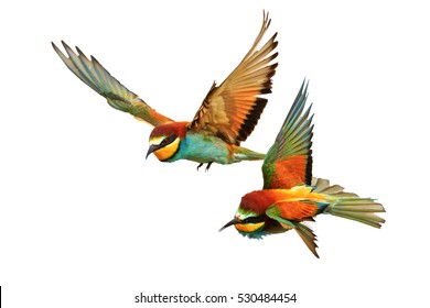Birds of Paradise fighting in flight isolated on a white background,bee-eaters ,Merops Apiaster