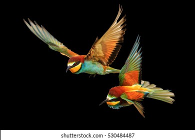 Birds Of Paradise Fighting In Flight Isolated On A Black Background,bee-eaters ,Merops Apiaster