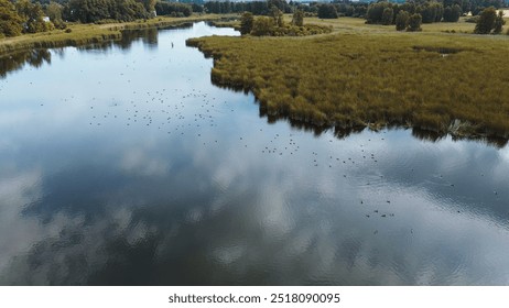 Birds paradise on the lake or pond, aerial drone view, summertime birdwatching - Powered by Shutterstock