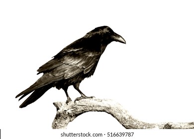 Birds - perched Common Raven (Corvus corax) isolated on white background. Halloween