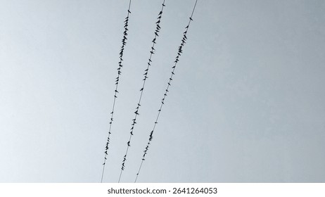Birds perched evenly on power lines against a clear sky, creating a calm and balanced composition that reflects peaceful wildlife and minimalistic beauty