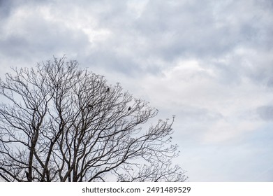 Birds perched on bare branches of a tree against a clear blue sky capture a tranquil and serene nature scene. - Powered by Shutterstock