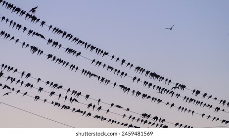 Birds perched on power lines - Powered by Shutterstock