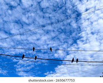 Birds perched on power lines against a backdrop of blue sky and textured clouds.
