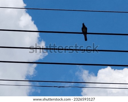 Birds perched on power lines against a background of deep blue sky and white clouds.