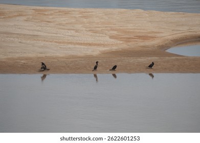 Birds perched on a small sandbank in a river in the interior of Brazil