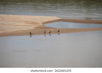 Birds perched on a small sandbank in a river in the interior of Brazil