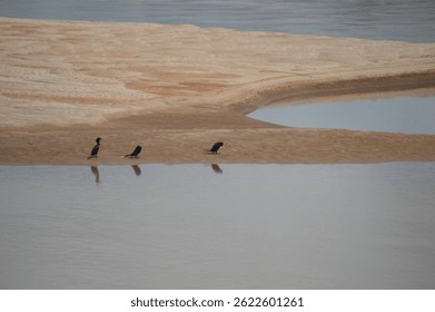 Birds perched on a small sandbank in a river in the interior of Brazil