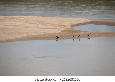 Birds perched on a small sandbank in a river in the interior of Brazil
