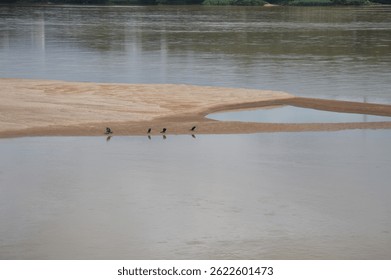 Birds perched on a small sandbank in a river in the interior of Brazil