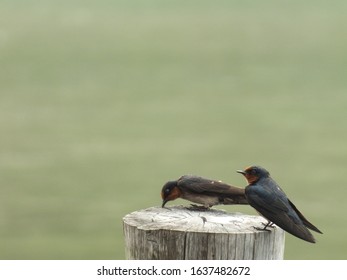 Birds Perched On A Tree Stump Above The Water