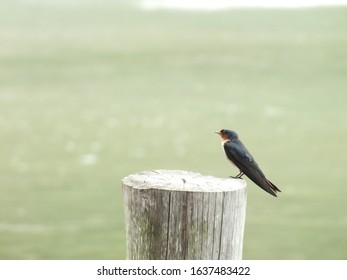 Birds Perched On A Tree Stump Above The Water