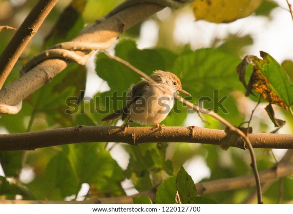 Birds Photographs Different Purposes Like Wall Stock Photo Edit