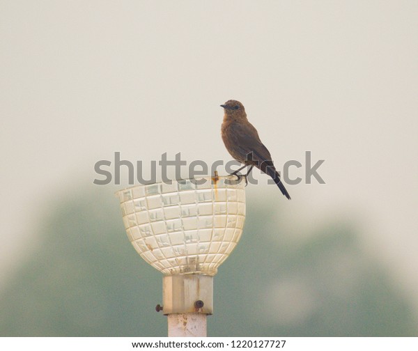 Birds Photographs Different Purposes Like Wall Stock Photo Edit