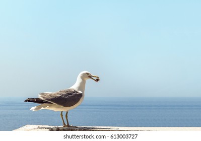 2,014 Bird Butt Images, Stock Photos & Vectors | Shutterstock