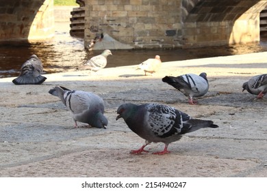 Birds pigeons in the city under the bridge, Columba