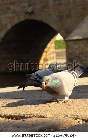 Birds pigeons in the city under the bridge, Columba