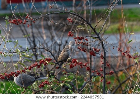 Birds pigeons on a tree eat berries.