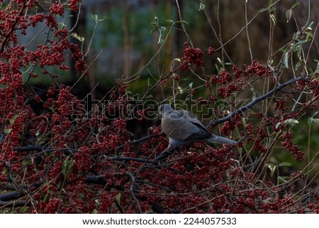 Birds pigeons on a tree eat berries.