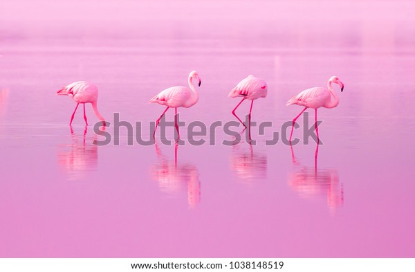 キプロスのピンクの夕日の湖を歩く鳥のピンクのフラミンゴス テキスト用の美しいロマンチックなコンセプト 南への旅 愛とピンクの夢 ピンクの湖 の写真素材 今すぐ編集