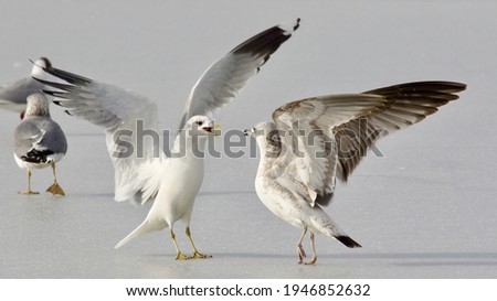 Similar – Image, Stock Photo all daft … North Sea